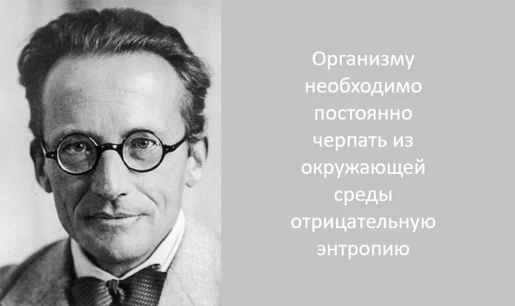 Эрвин Шрёдингер и отрицательная энтропия
